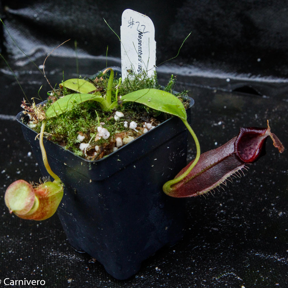 
                      
                        Nepenthes naga Dark
                      
                    