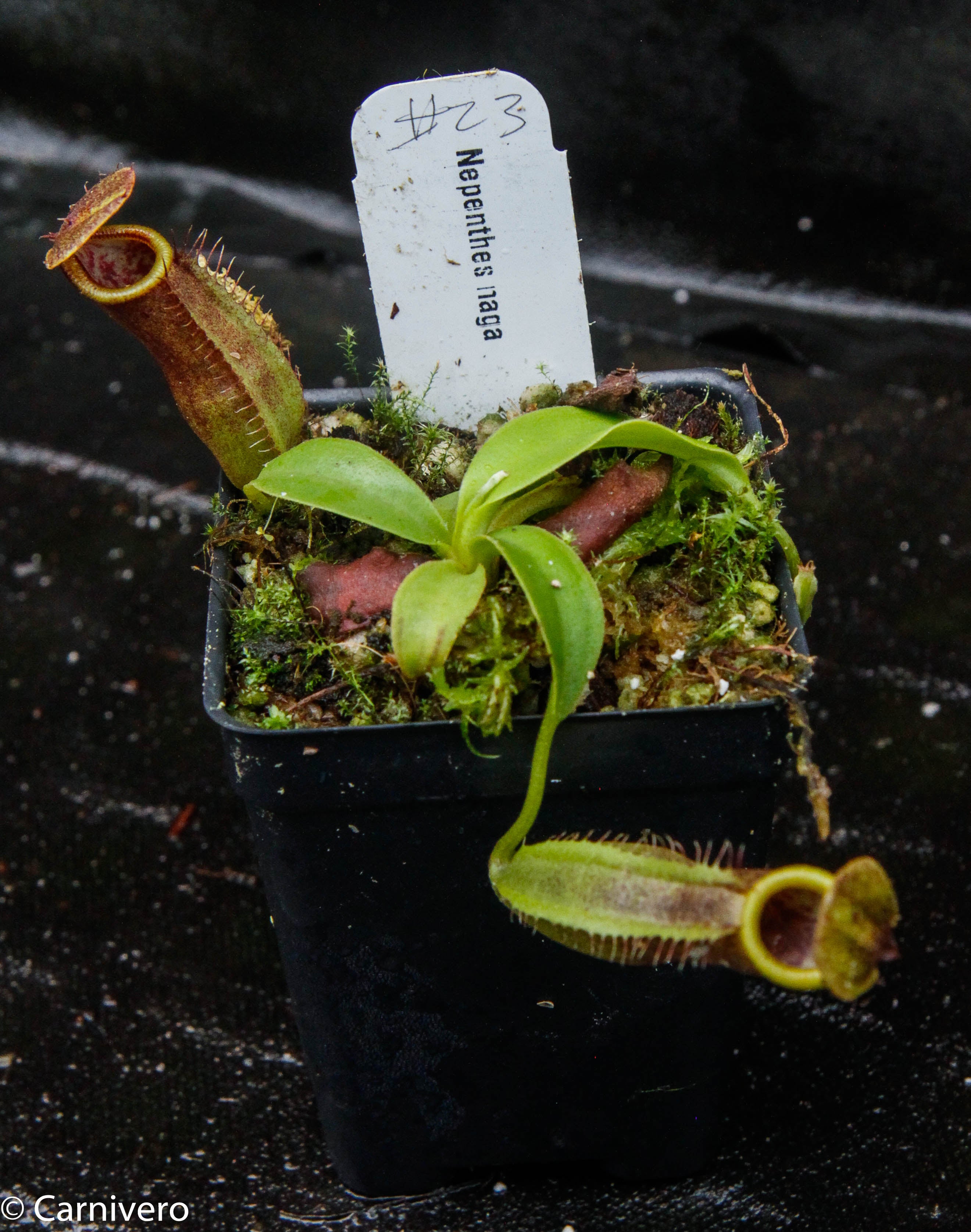Nepenthes naga Dark – Carnivero