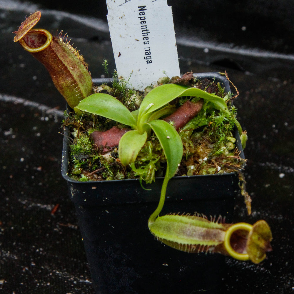 
                      
                        Nepenthes naga Dark
                      
                    