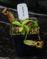 Nepenthes naga Dark