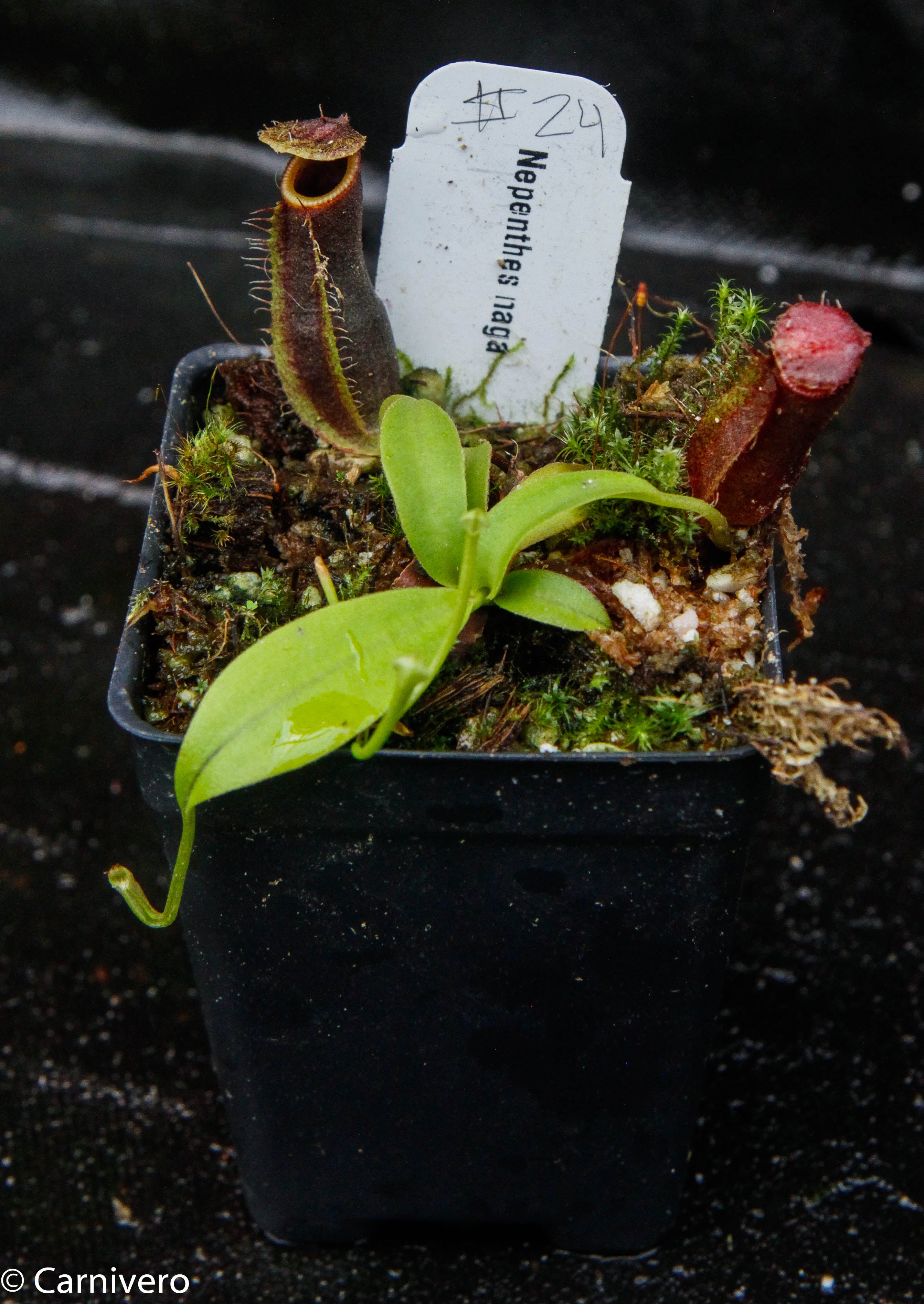 クレセリア　Nagata Nepenthes naga Dark – Carnivero