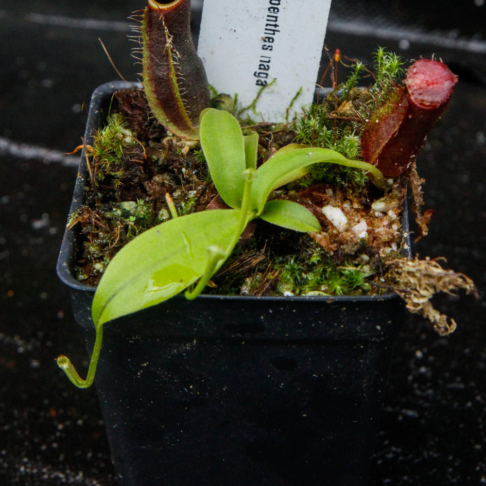 
                      
                        Nepenthes naga Dark
                      
                    