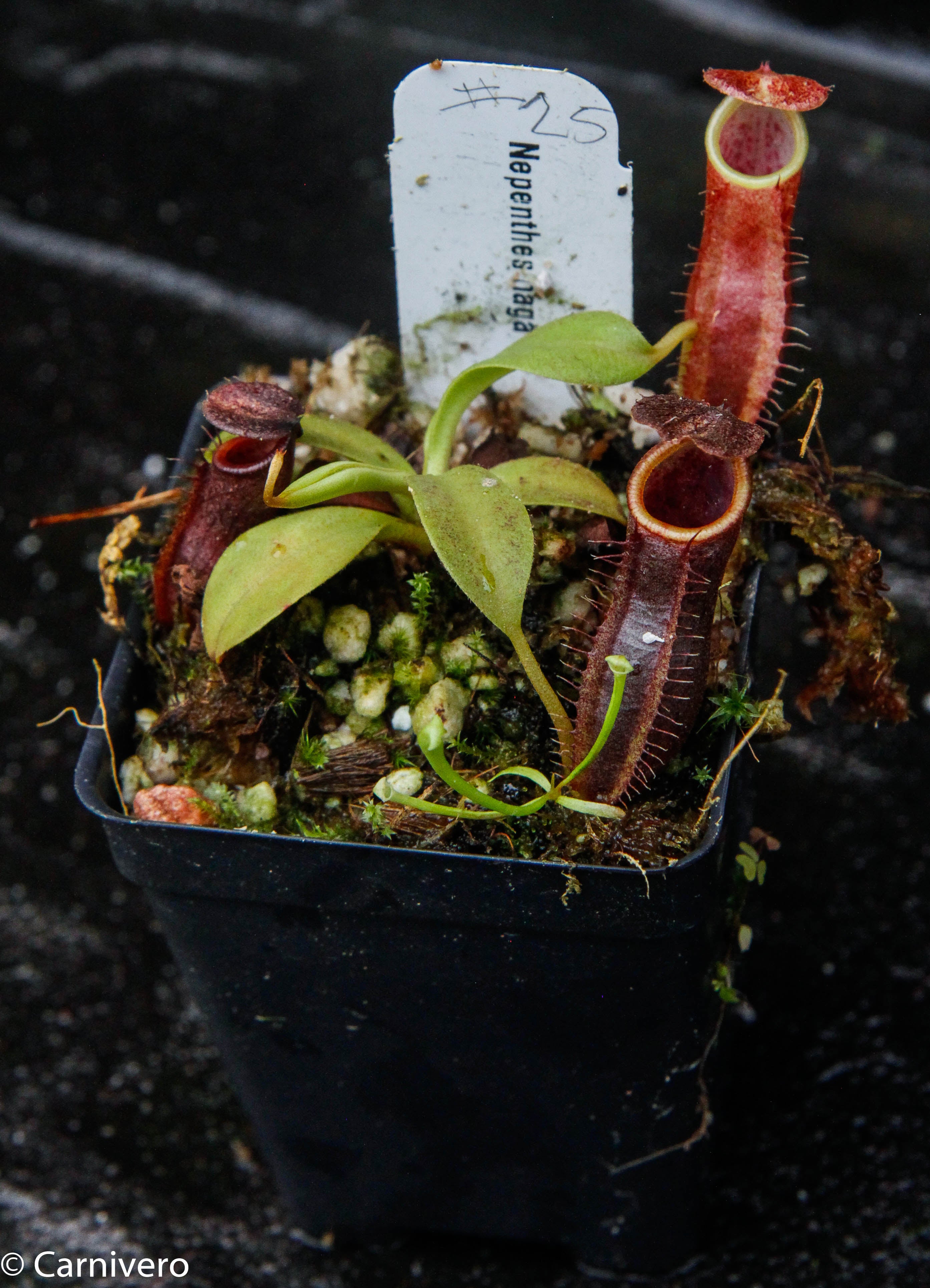Nepenthes naga Dark – Carnivero