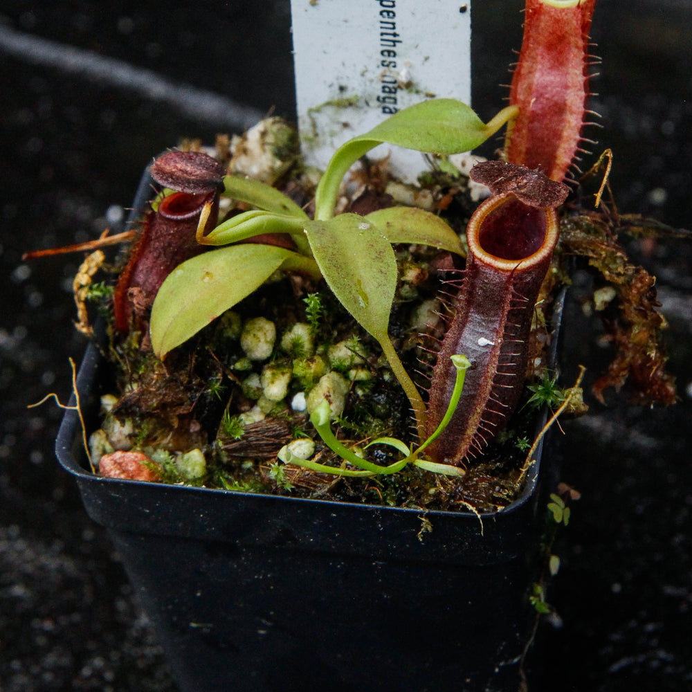 
                      
                        Nepenthes naga Dark
                      
                    