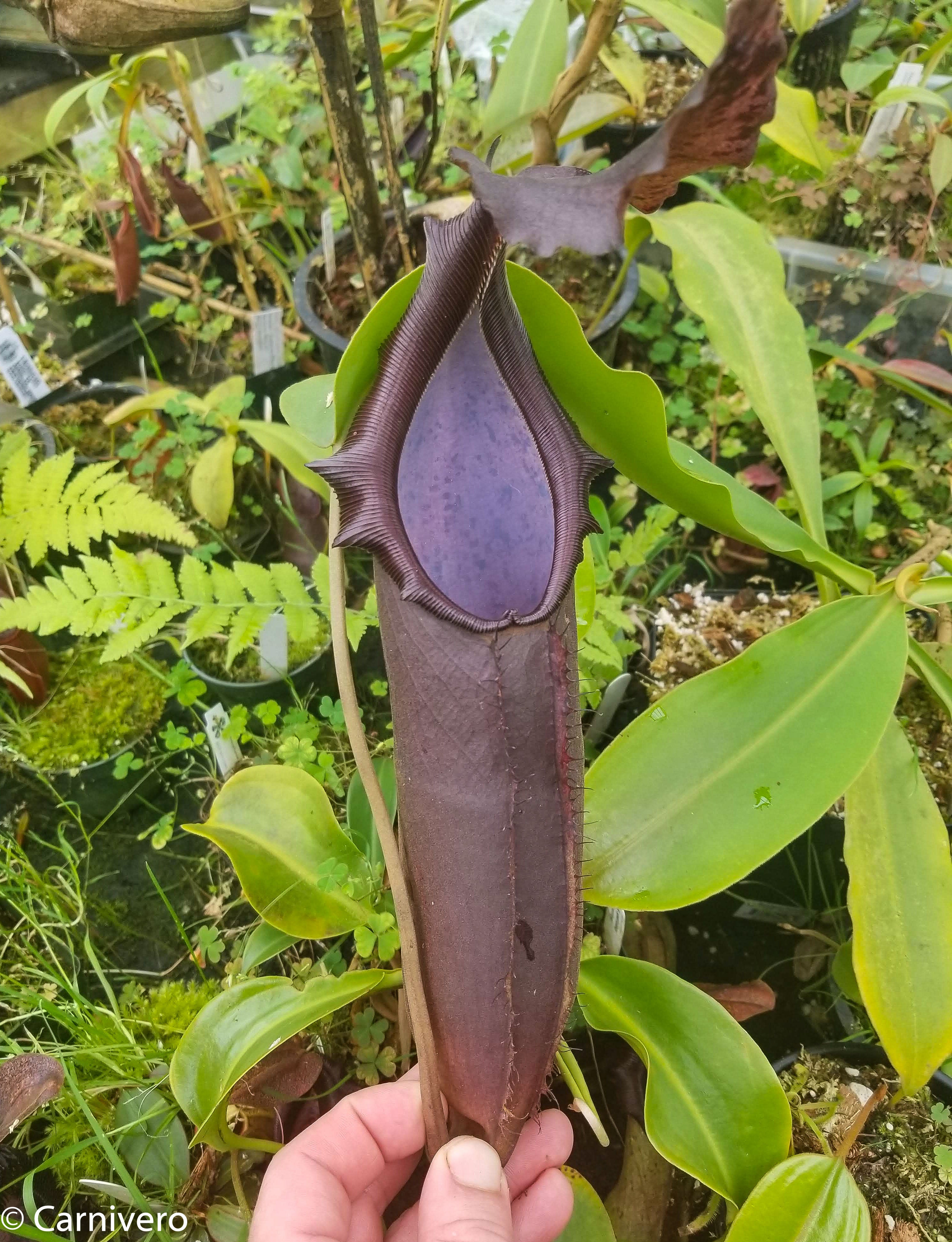 Nepenthes naga Dark – Carnivero
