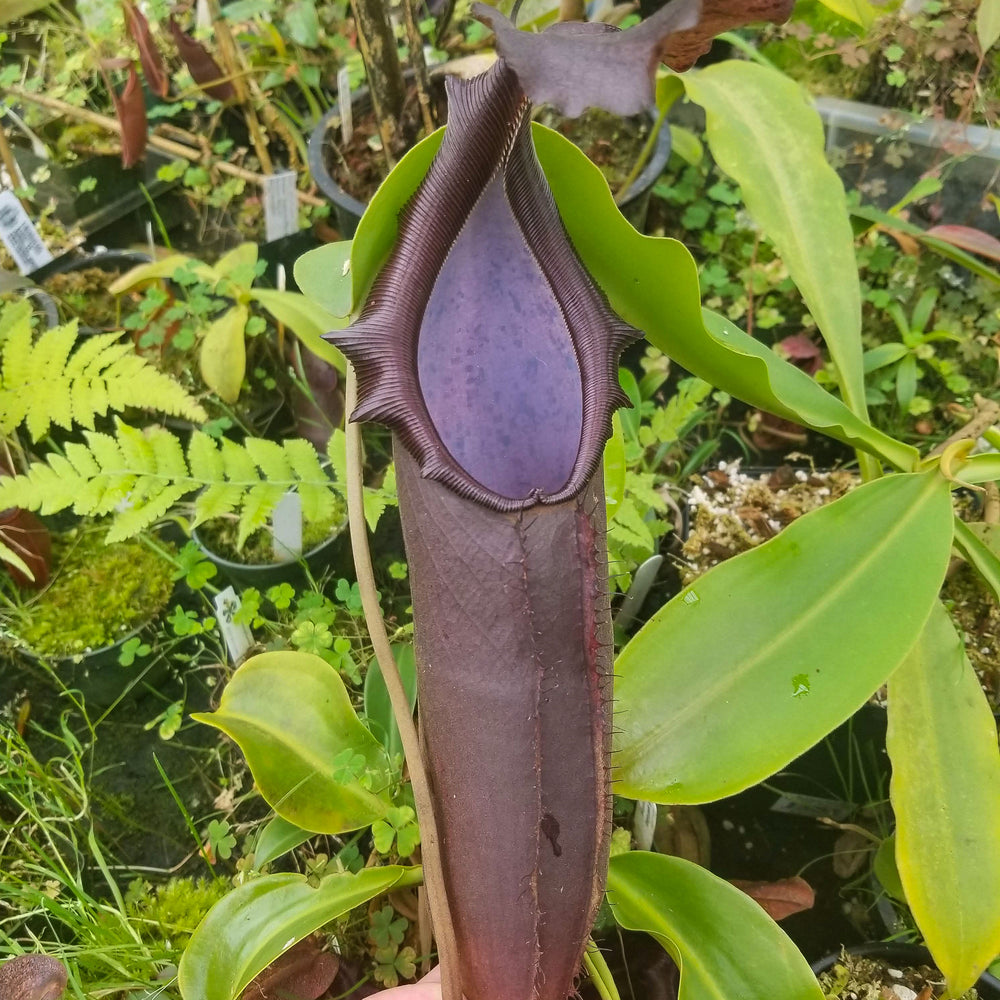 
                      
                        Nepenthes naga Dark
                      
                    