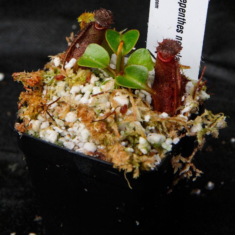 
                      
                        Nepenthes robcantleyi/nebularum
                      
                    