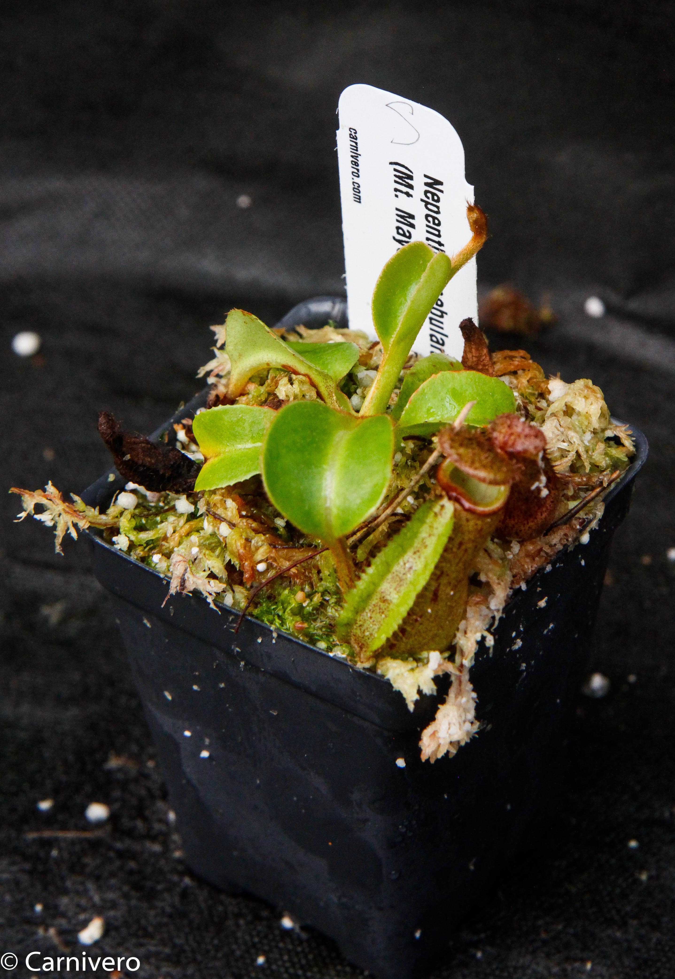 Nepenthes robcantleyi (nebularum) – Carnivero