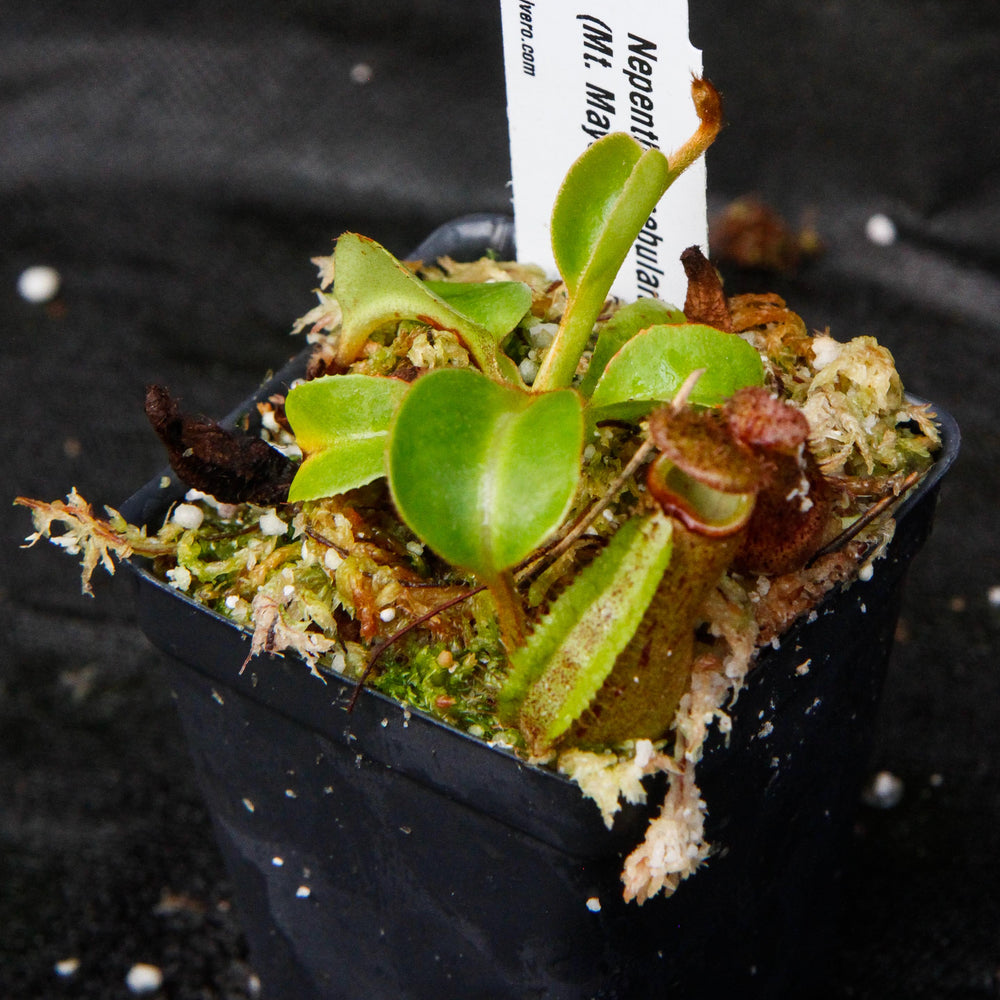 
                      
                        Nepenthes robcantleyi/nebularum
                      
                    