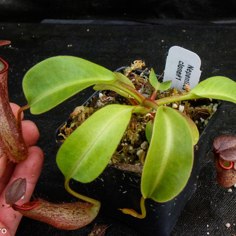 Nepenthes robcantleyi x mindanaoensis pitcher plant with bright green leaves and a tall reddish pitcher in a small pot.