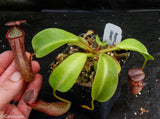 Nepenthes robcantleyi x mindanaoensis