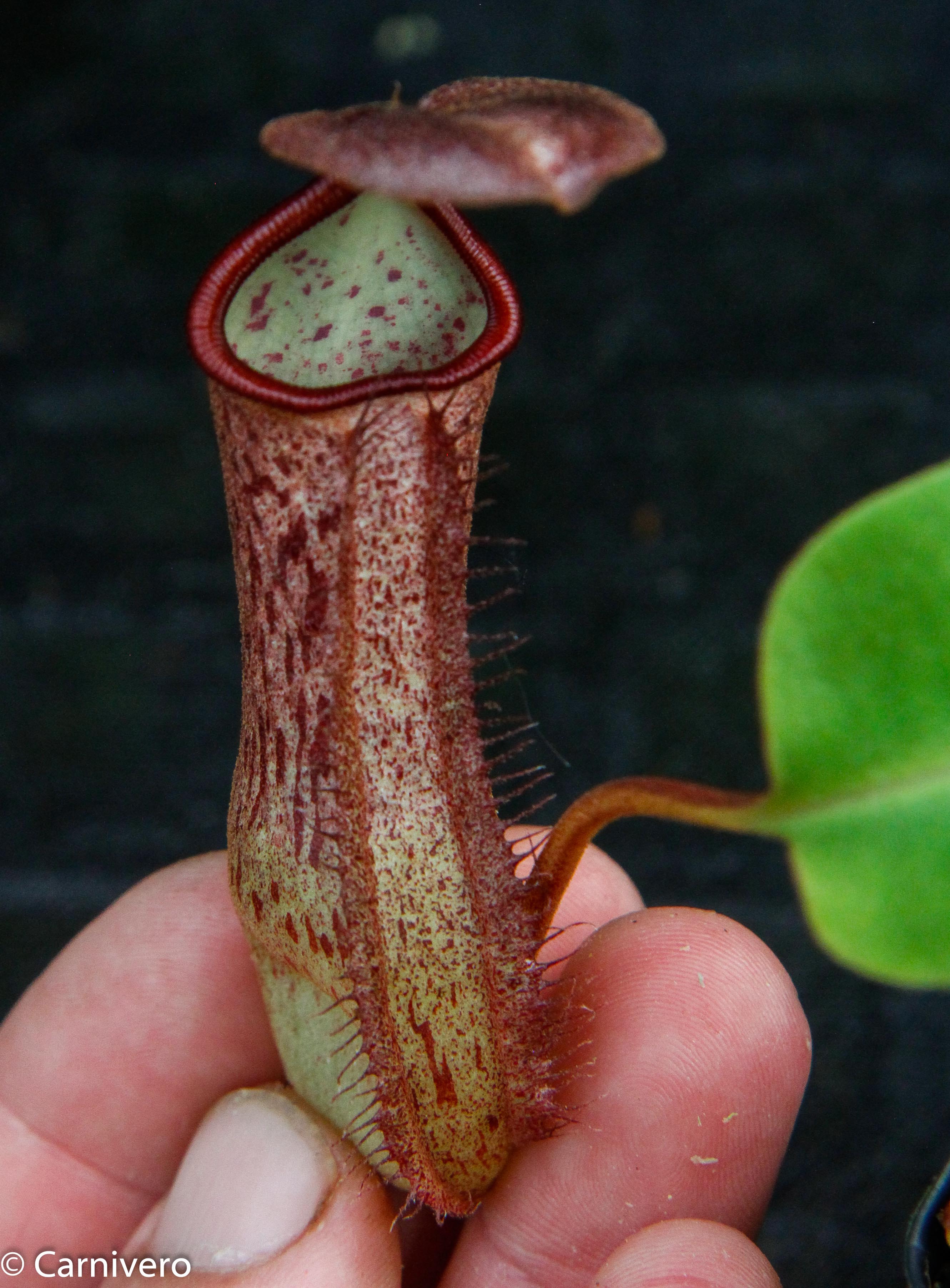 Nepenthes robcantleyi x mindanaoensis – Carnivero