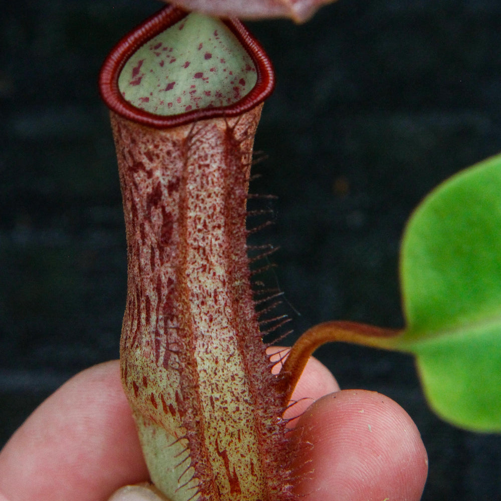 
                      
                        Nepenthes robcantleyi x mindanaoensis
                      
                    