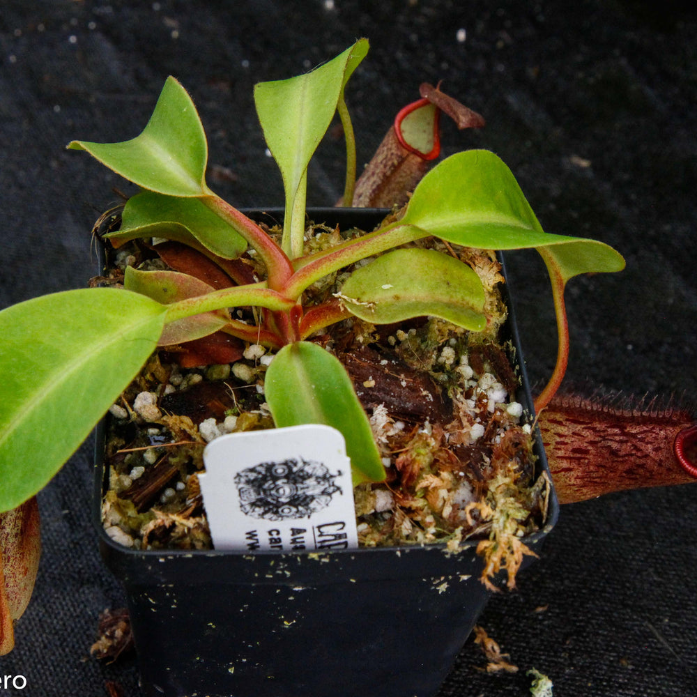 
                      
                        Nepenthes robcantleyi x mindanaoensis
                      
                    