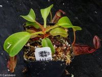 Nepenthes robcantleyi x mindanaoensis