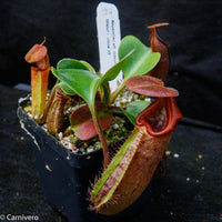 Nepenthes robcantleyi/nebularum