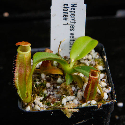Nepenthes veitchii x edwardsiana plant with two upright green pitchers and a few leaves in a small pot