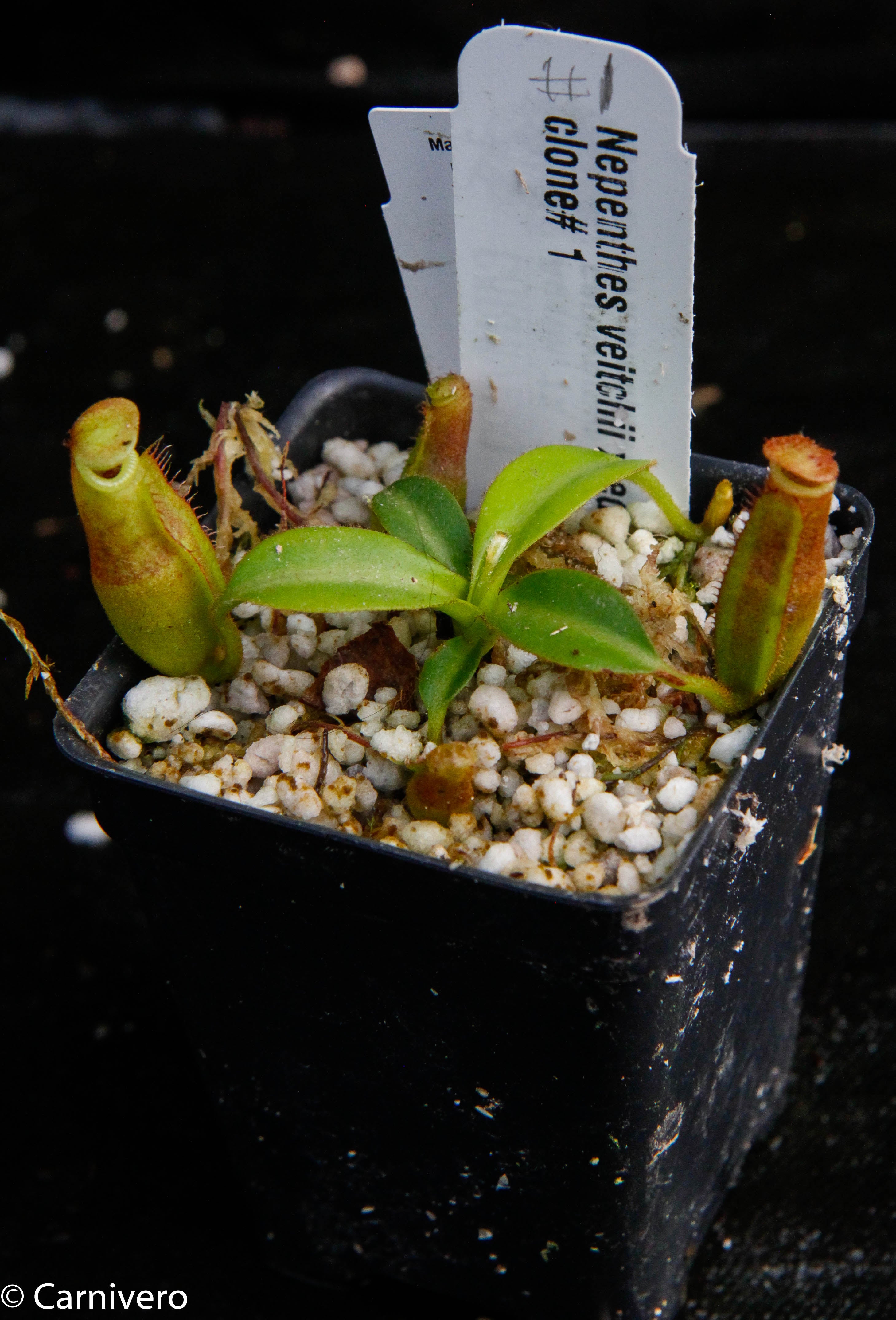 veitchii bario × edwardsiana Kinabalu Nepenthes veitchii x edwardsiana – Carnivero
