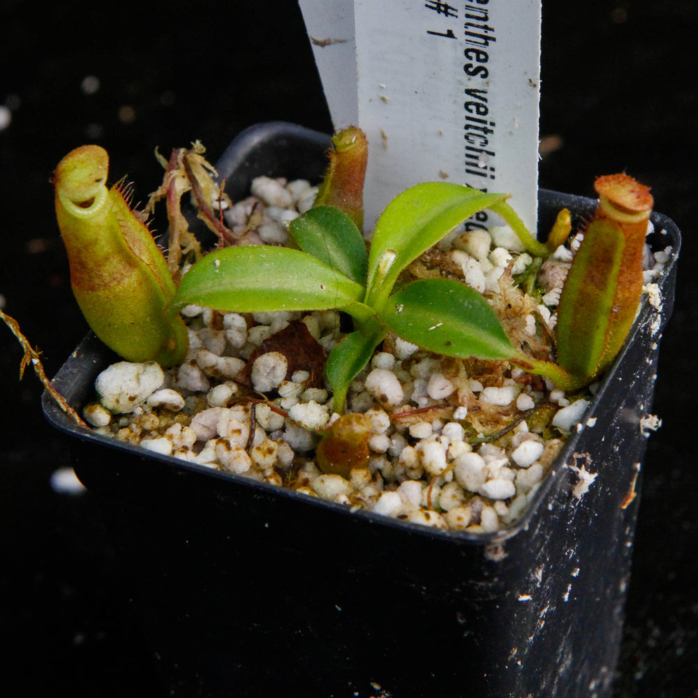 Nepenthes veitchii x edwardsiana