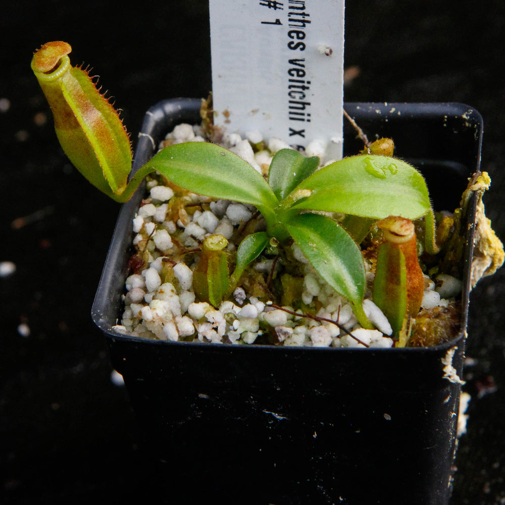 
                      
                        Nepenthes veitchii x edwardsiana
                      
                    