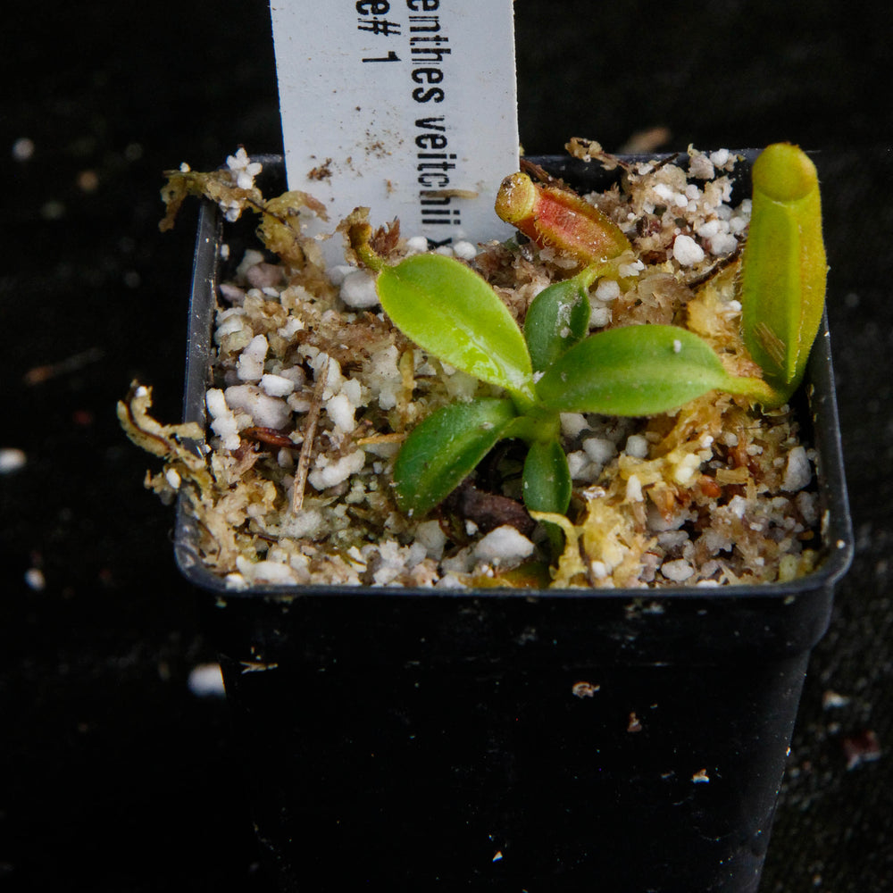 
                      
                        Nepenthes veitchii x edwardsiana
                      
                    
