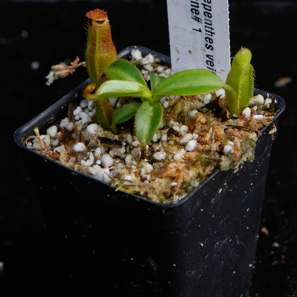 
                      
                        Nepenthes veitchii x edwardsiana
                      
                    