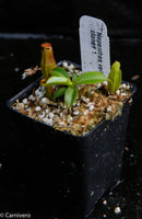 Nepenthes veitchii x edwardsiana