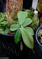 Nepenthes northiana