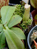 Nepenthes northiana