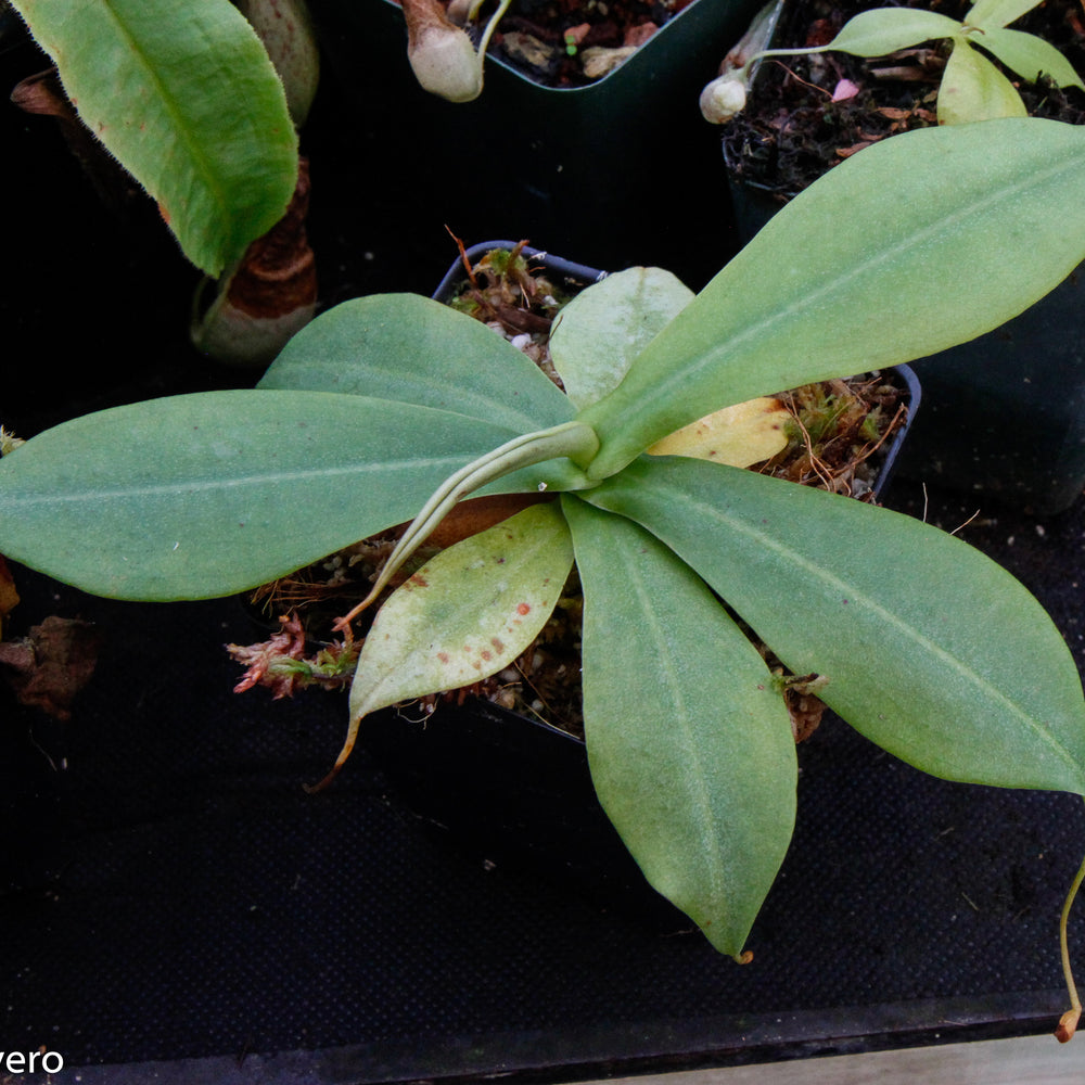 
                      
                        Nepenthes northiana
                      
                    