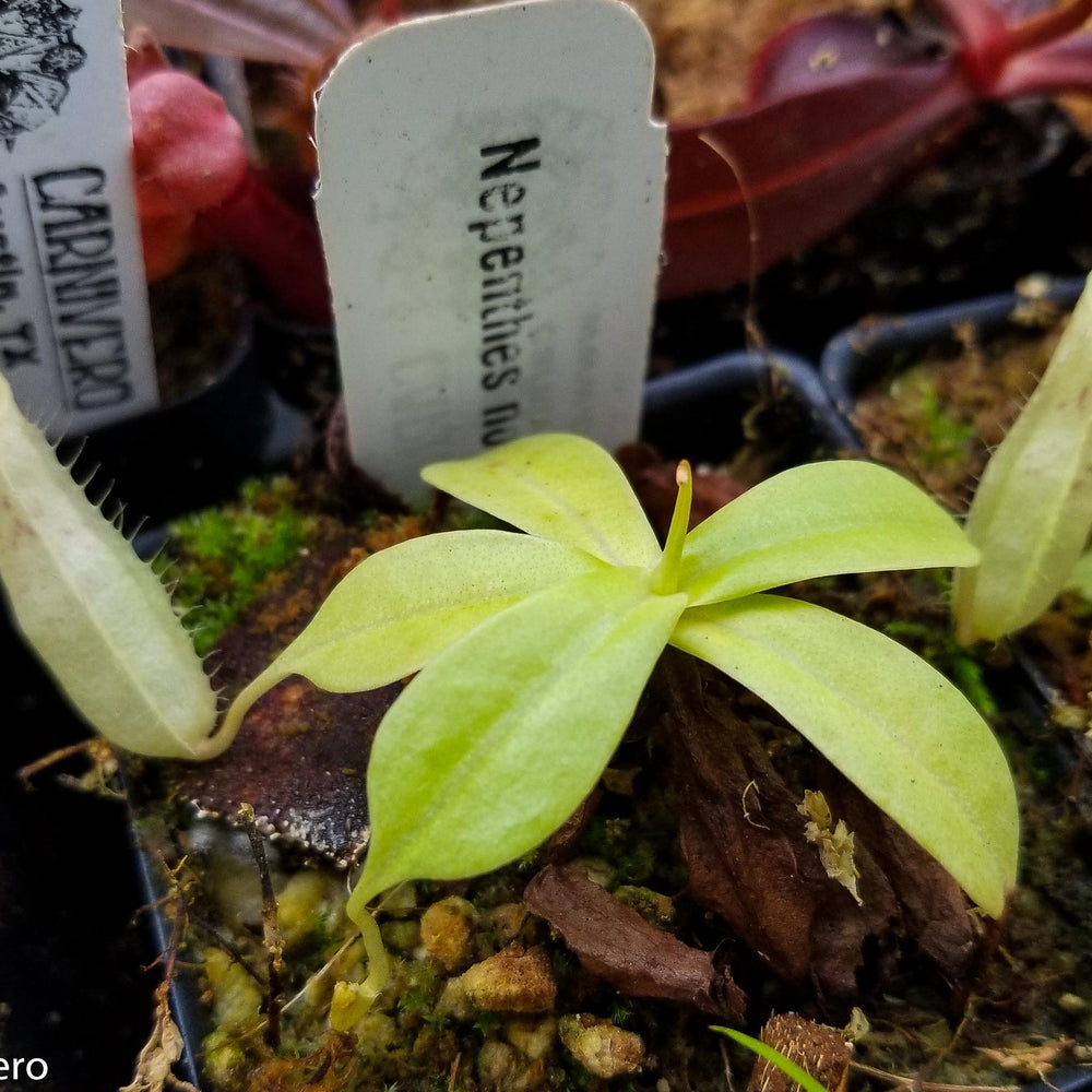 
                      
                        Nepenthes northiana
                      
                    