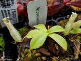 Nepenthes northiana