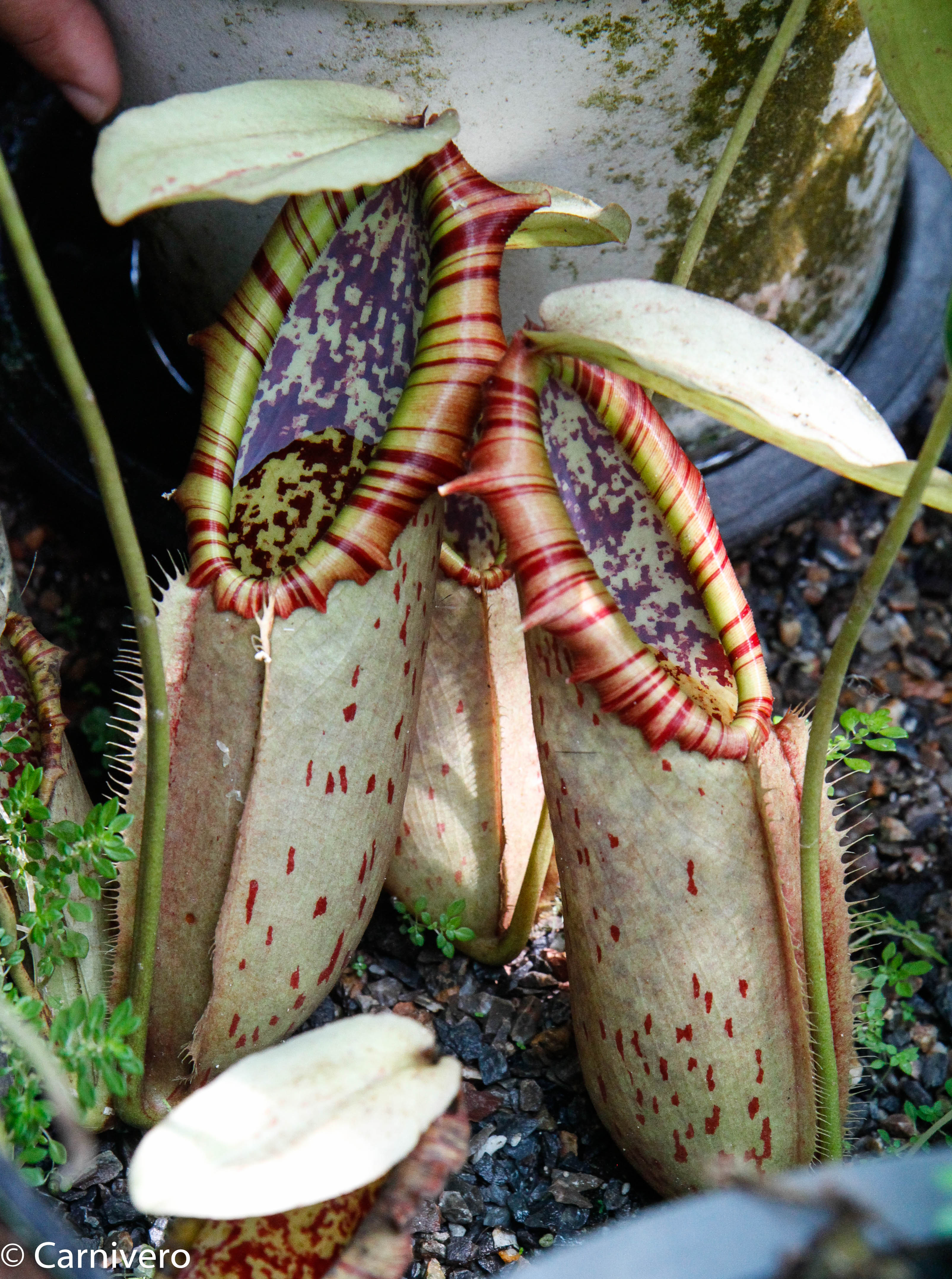 Nepenthes northiana – Carnivero