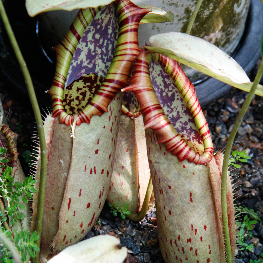 
                      
                        Nepenthes northiana
                      
                    
