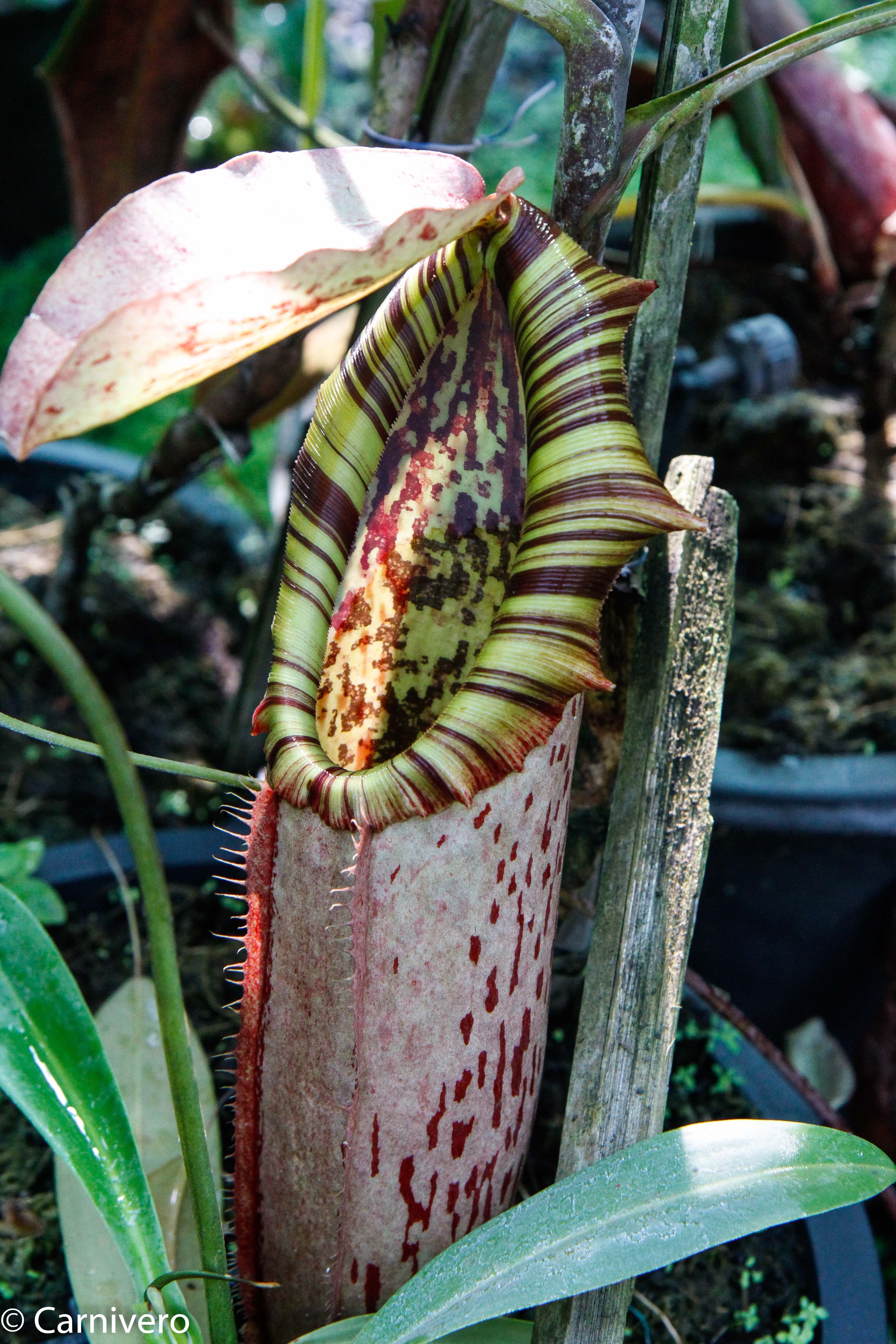 Nepenthes northiana – Carnivero