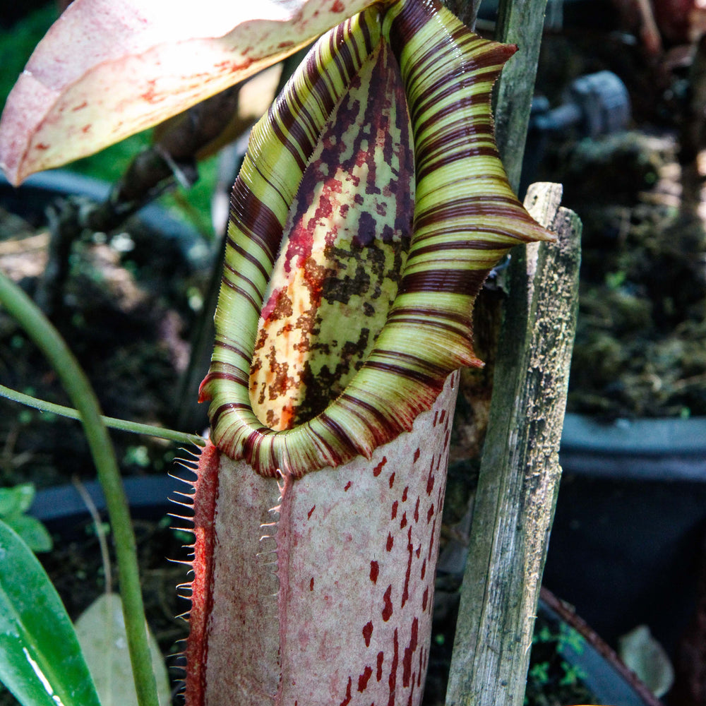 Nepenthes northiana