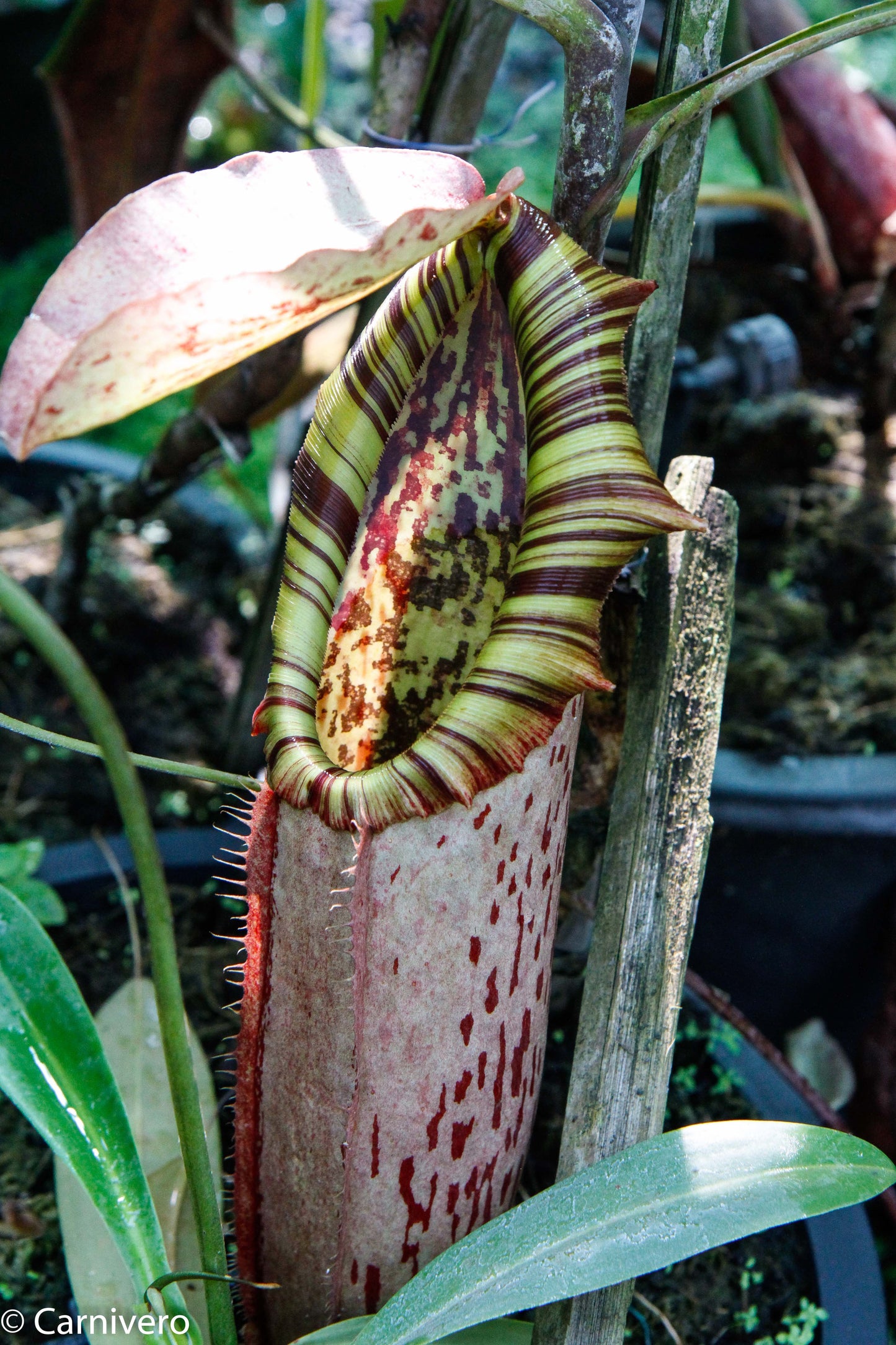 Nepenthes northiana