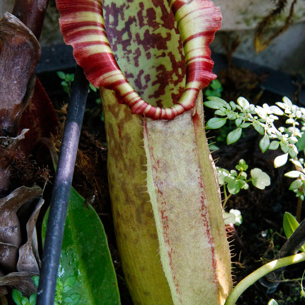 
                      
                        Nepenthes northiana
                      
                    