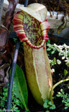 Nepenthes northiana