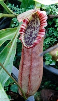 Nepenthes northiana