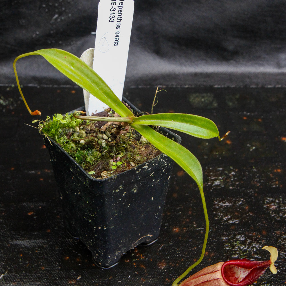 
                      
                        Nepenthes ovata, BE-3133
                      
                    