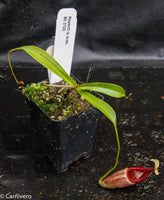 Nepenthes ovata, BE-3133