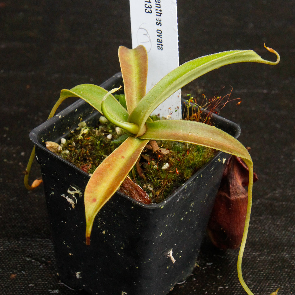 
                      
                        Nepenthes ovata, BE-3133
                      
                    