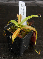 Nepenthes ovata, BE-3133