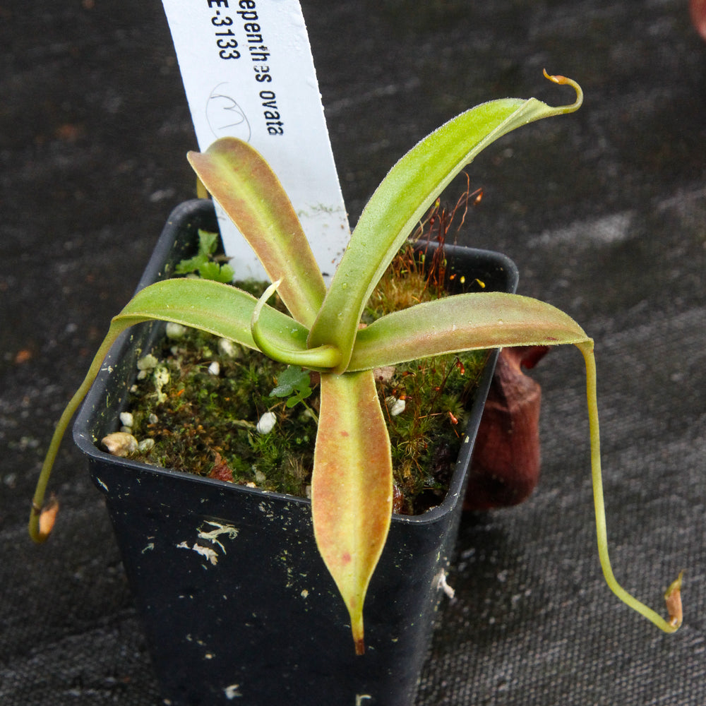 
                      
                        Nepenthes ovata, BE-3133
                      
                    