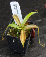 Nepenthes ovata, BE-3133