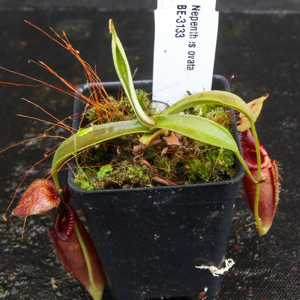 
                      
                        Nepenthes ovata, BE-3133
                      
                    