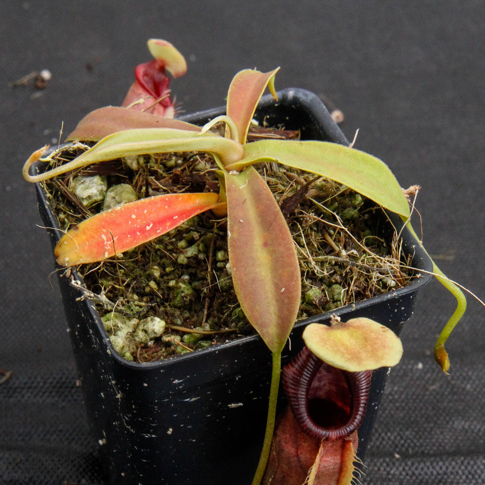 
                      
                        Nepenthes ovata, BE-3133
                      
                    