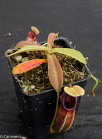Nepenthes ovata, BE-3133