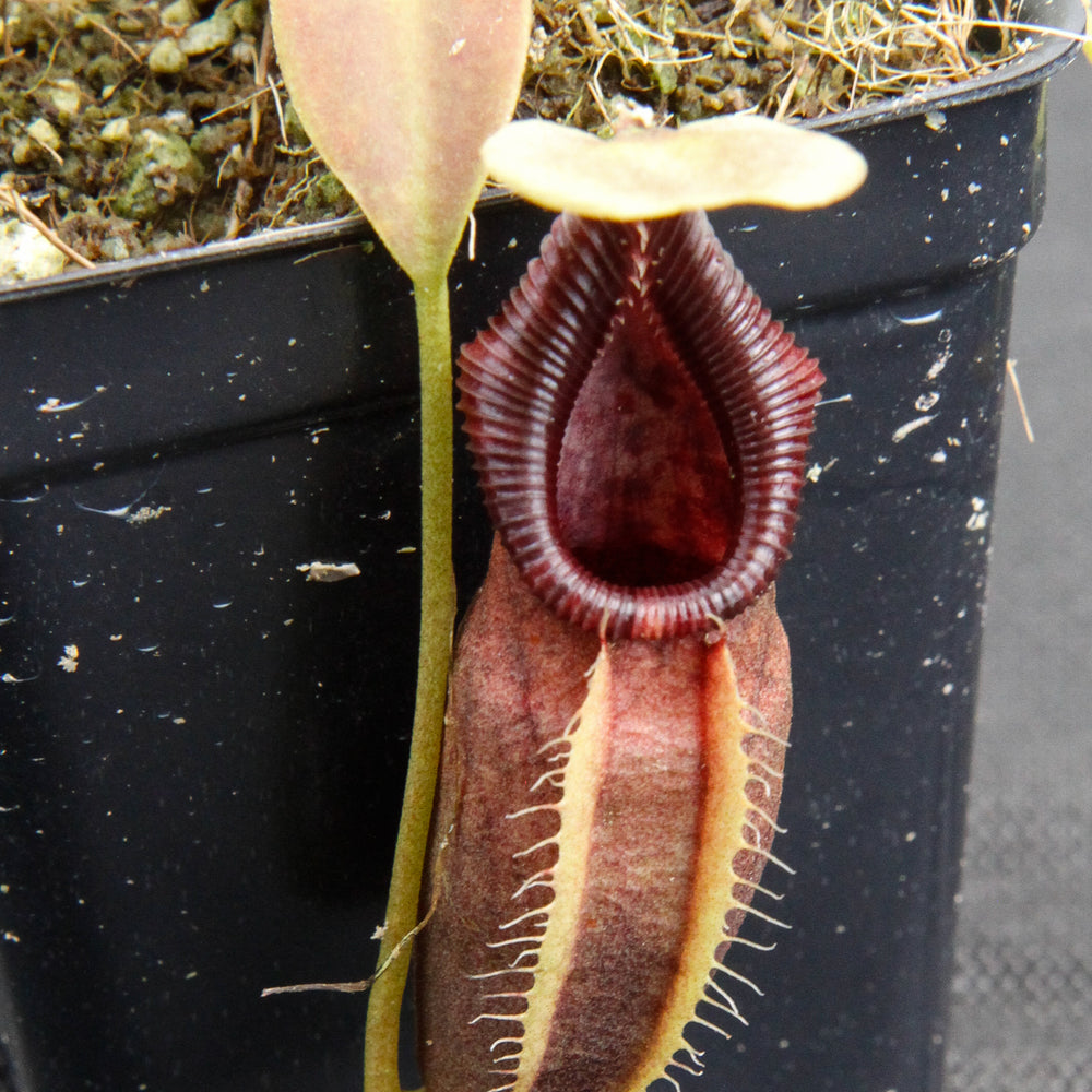 
                      
                        Nepenthes ovata, BE-3133
                      
                    